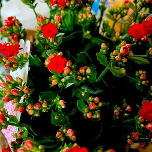 Meet your Posher, Kaylyn